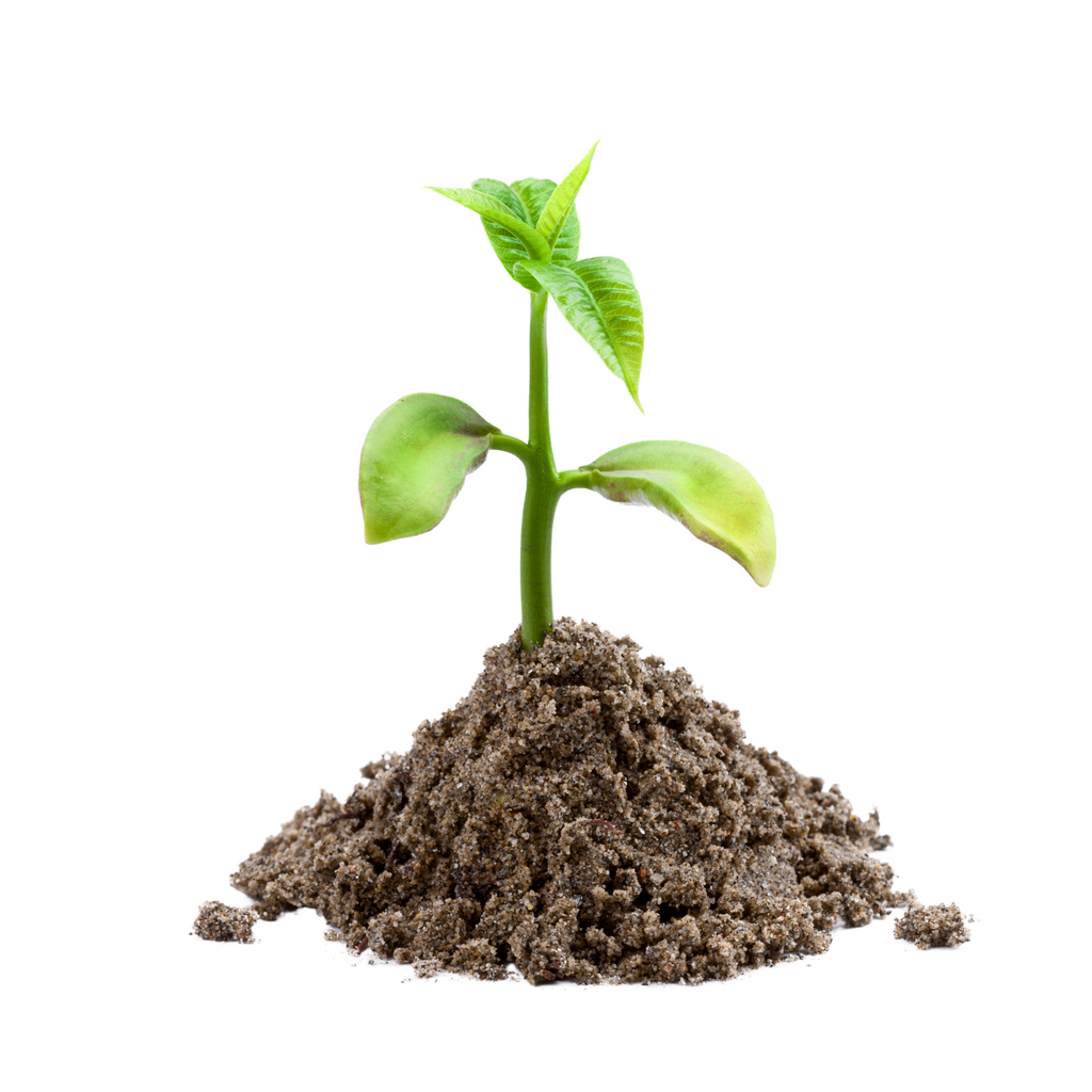 Seedlings