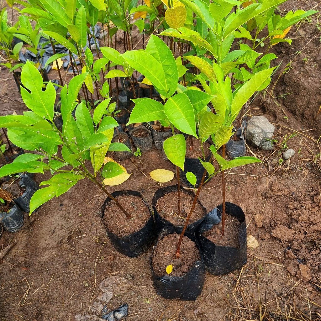Cempedak Seedling (4 Seedlings)