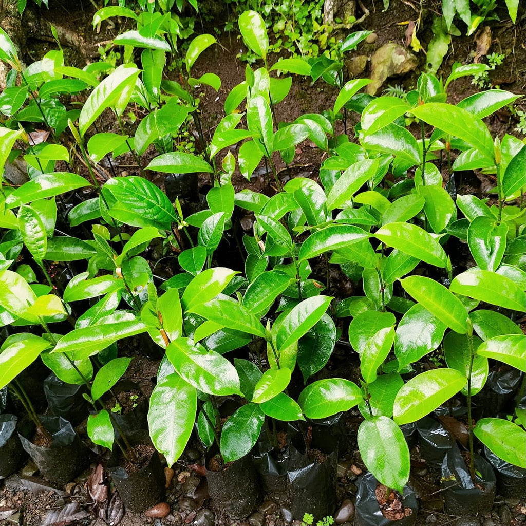 Cempedak Seedling (4 Seedlings)