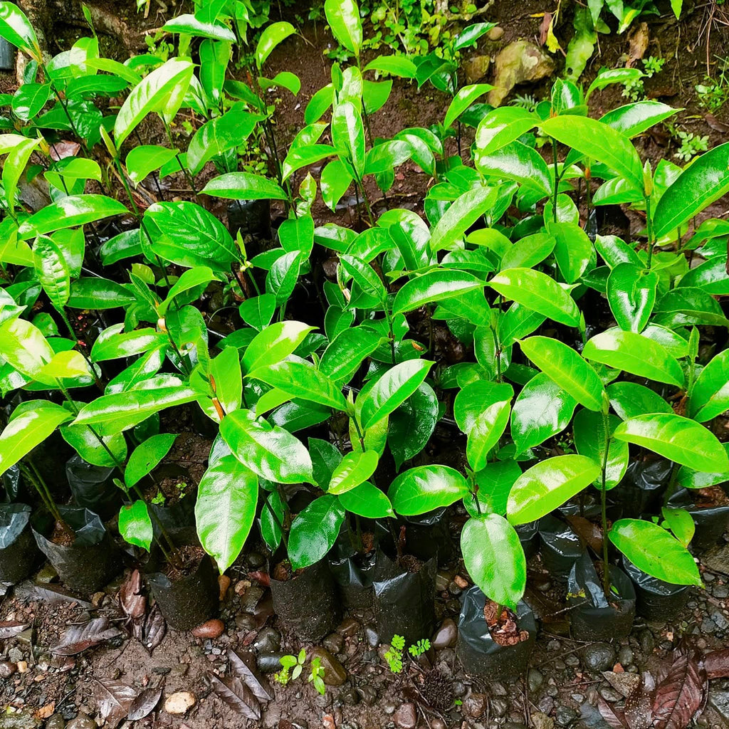 Cempedak Seedling (4 Seedlings)