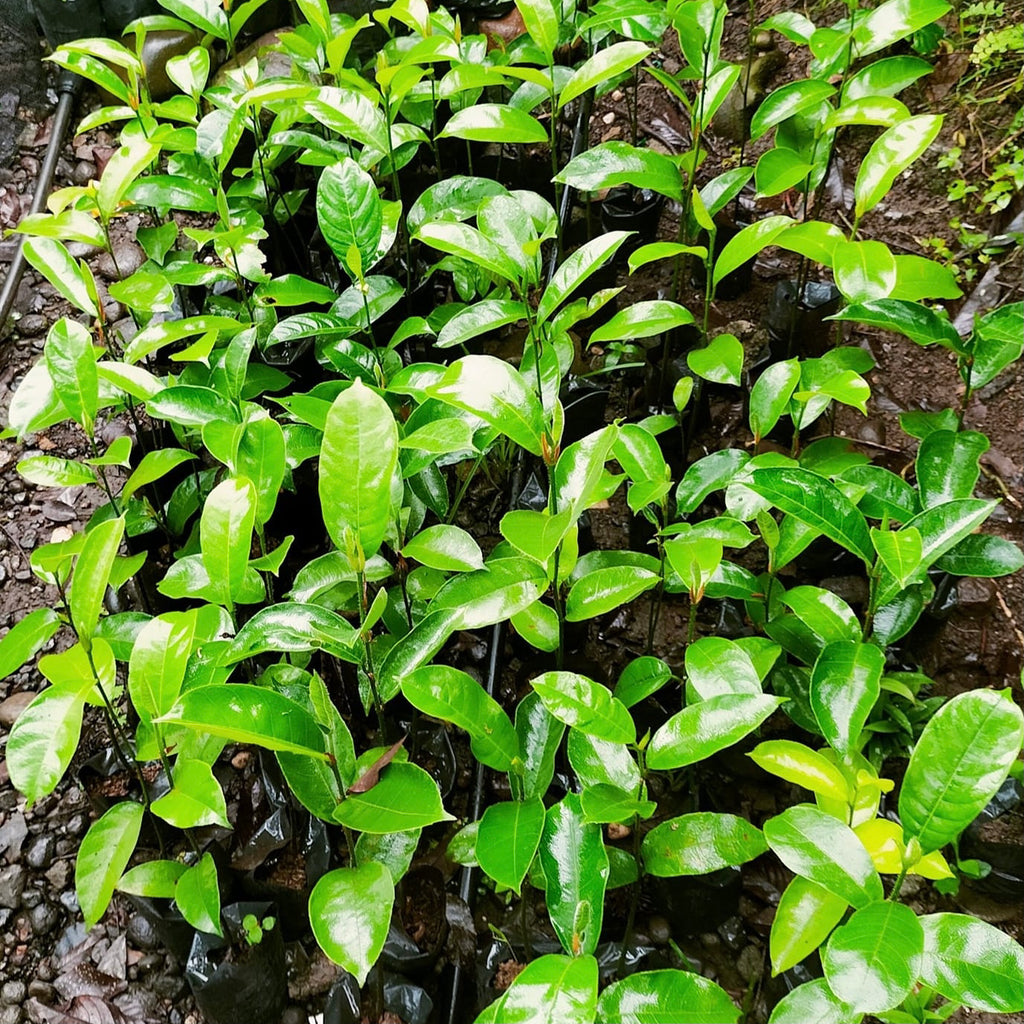 Cempedak Seedling (4 Seedlings)