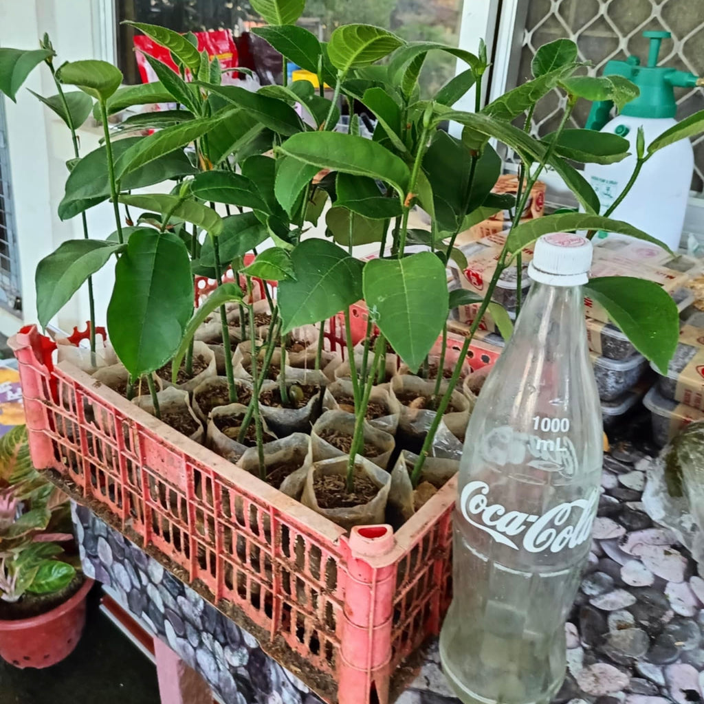 Cempedak Seedling (4 Seedlings)